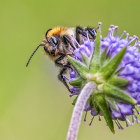 Buy canvas prints of  The Bee by Colin Evans