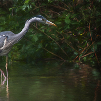 Buy canvas prints of The Heron by Colin Evans