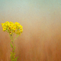Buy canvas prints of  Simplicty in Yellow by Colin Evans