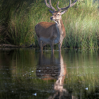 Buy canvas prints of Deer at the Lake by Colin Evans