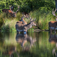 Buy canvas prints of Deer in Richmond Park by Colin Evans