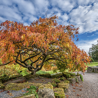 Buy canvas prints of Autumn in Surrey by Colin Evans