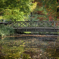 Buy canvas prints of  Autumn in Bushy Park London by Colin Evans