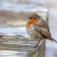 Buy canvas prints of  Robin in the Rain by Colin Evans