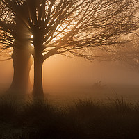 Buy canvas prints of Dawn in Richmond Park London by Colin Evans