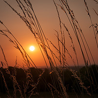 Buy canvas prints of Sunset on Epsom Downs by Colin Evans