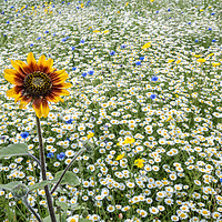 Buy canvas prints of The Sunflower by Colin Evans