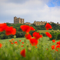 Buy canvas prints of Bolsover Castle and the Poppy Field  by Michael South Photography