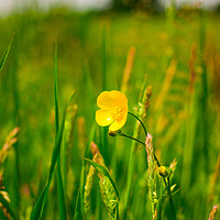 Buy canvas prints of The Buttercup by Michael South Photography