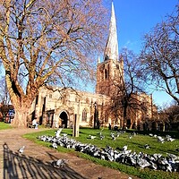 Buy canvas prints of The Crooked Spire and the Pigeons  by Michael South Photography