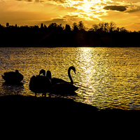 Buy canvas prints of  swans at sunset by Paul Burrows