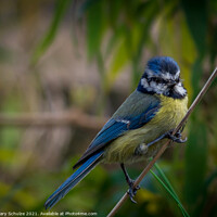 Buy canvas prints of Blue tit on a branch by Gary Schulze