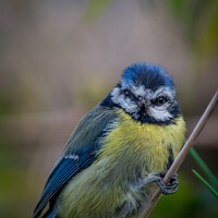 Buy canvas prints of Blue tit on a branch by Gary Schulze