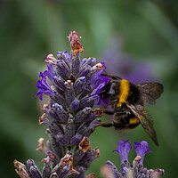 Buy canvas prints of Lavender bee by Gary Schulze