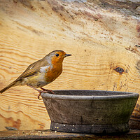 Buy canvas prints of Robin by Gary Schulze