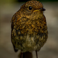 Buy canvas prints of Baby robin by Gary Schulze