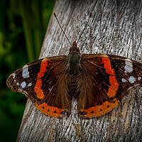 Buy canvas prints of Red admiral by Gary Schulze