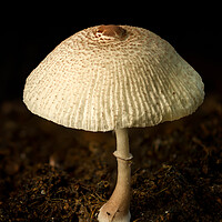 Buy canvas prints of A close up of an mushroom by Gary Schulze