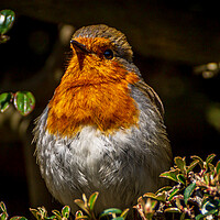 Buy canvas prints of Robin by Gary Schulze