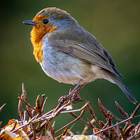 Buy canvas prints of Morning Robin by Gary Schulze