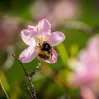 Buy canvas prints of Bumble bee by Gary Schulze
