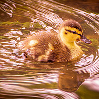 Buy canvas prints of Duckling by Gary Schulze
