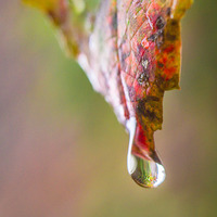 Buy canvas prints of  Droplet by Gary Schulze