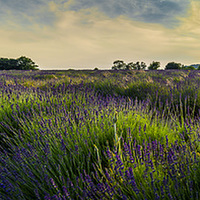 Buy canvas prints of  Lavender field by Gary Schulze