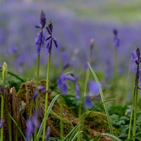 Buy canvas prints of  Bluebell field by Gary Schulze
