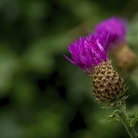 Buy canvas prints of  Purple by Gary Schulze