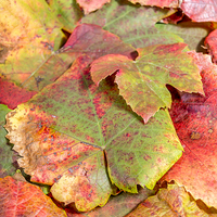 Buy canvas prints of  autumn leaves by Gary Schulze