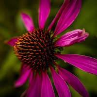 Buy canvas prints of  Echinacea flower by Gary Schulze