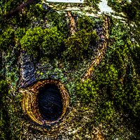 Buy canvas prints of Tree eye by Gary Schulze