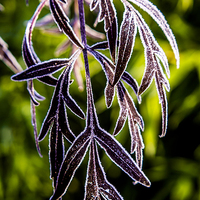 Buy canvas prints of  Icy leaves by Gary Schulze