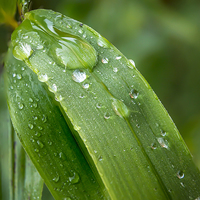 Buy canvas prints of Leafy droplets by Gary Schulze