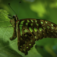 Buy canvas prints of  Butterfly by Gary Schulze