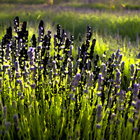 Buy canvas prints of Lavender smudge by Gary Schulze
