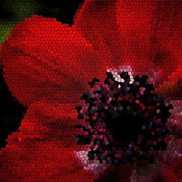 Buy canvas prints of Red flower stained by Gary Schulze