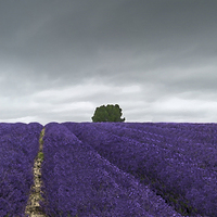 Buy canvas prints of Lavender field  by Gary Schulze