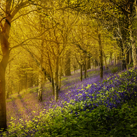 Buy canvas prints of  Sunrise bluebells by Gary Schulze