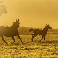 Buy canvas prints of Morning run by Gary Schulze