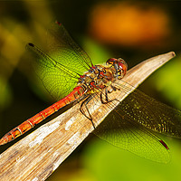 Buy canvas prints of Dragon fly by Gary Schulze
