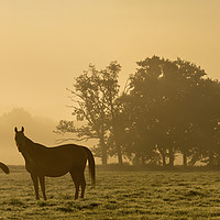 Buy canvas prints of Sunrise mare and foal by Gary Schulze