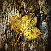 Buy canvas prints of Autumn leaf by Gary Schulze