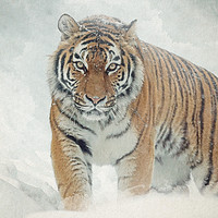 Buy canvas prints of Tiger in the snow by Gary Schulze