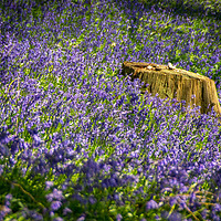 Buy canvas prints of Bluebells by Gary Schulze