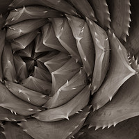 Buy canvas prints of Succulent by Gary Schulze