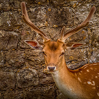 Buy canvas prints of Fallow deer by Gary Schulze