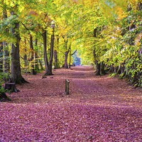 Buy canvas prints of  autumns red carpet by gavin prime