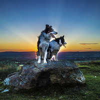 Buy canvas prints of Magical sunset, me & you. Lovely dogs at sunset in by Imran Hashmi